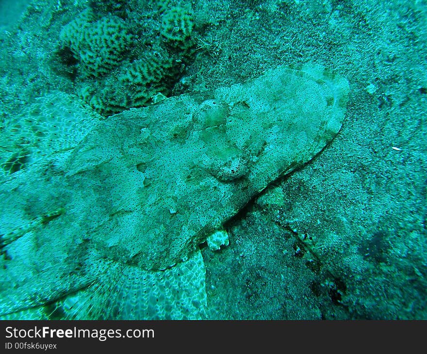 A crocodile fish on thislegorm