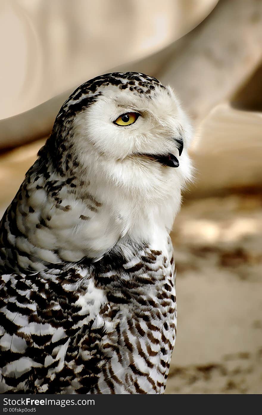 Snow owl portrait