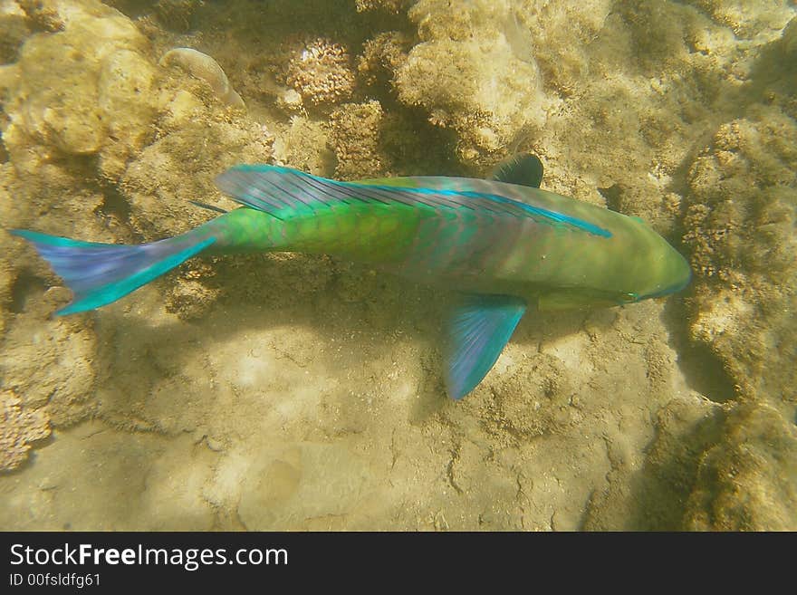 Fish and coral sharm el sheikh