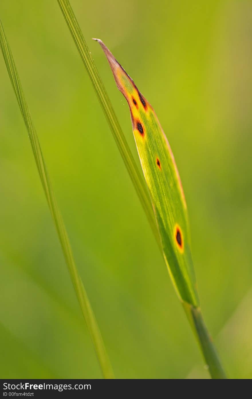 Grass