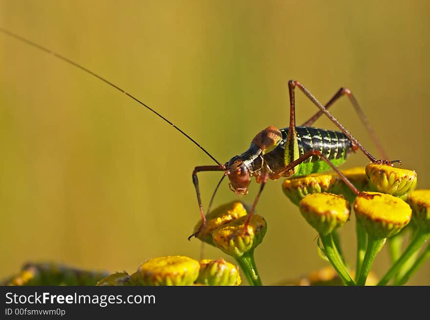 Grasshopper sitting on a plant