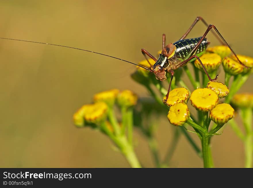 Grasshopper sitting on a plant