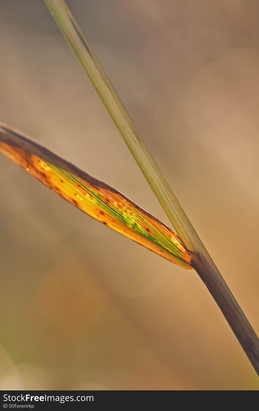 Closeup of grass