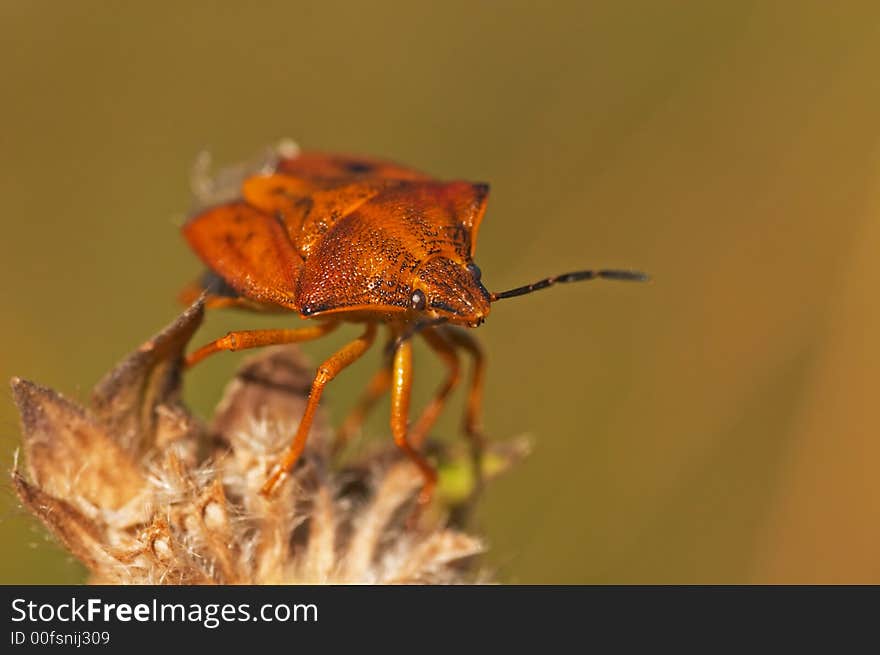 Shield Bug