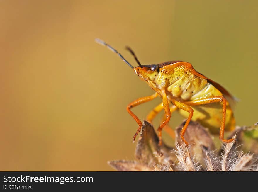 Shield bug