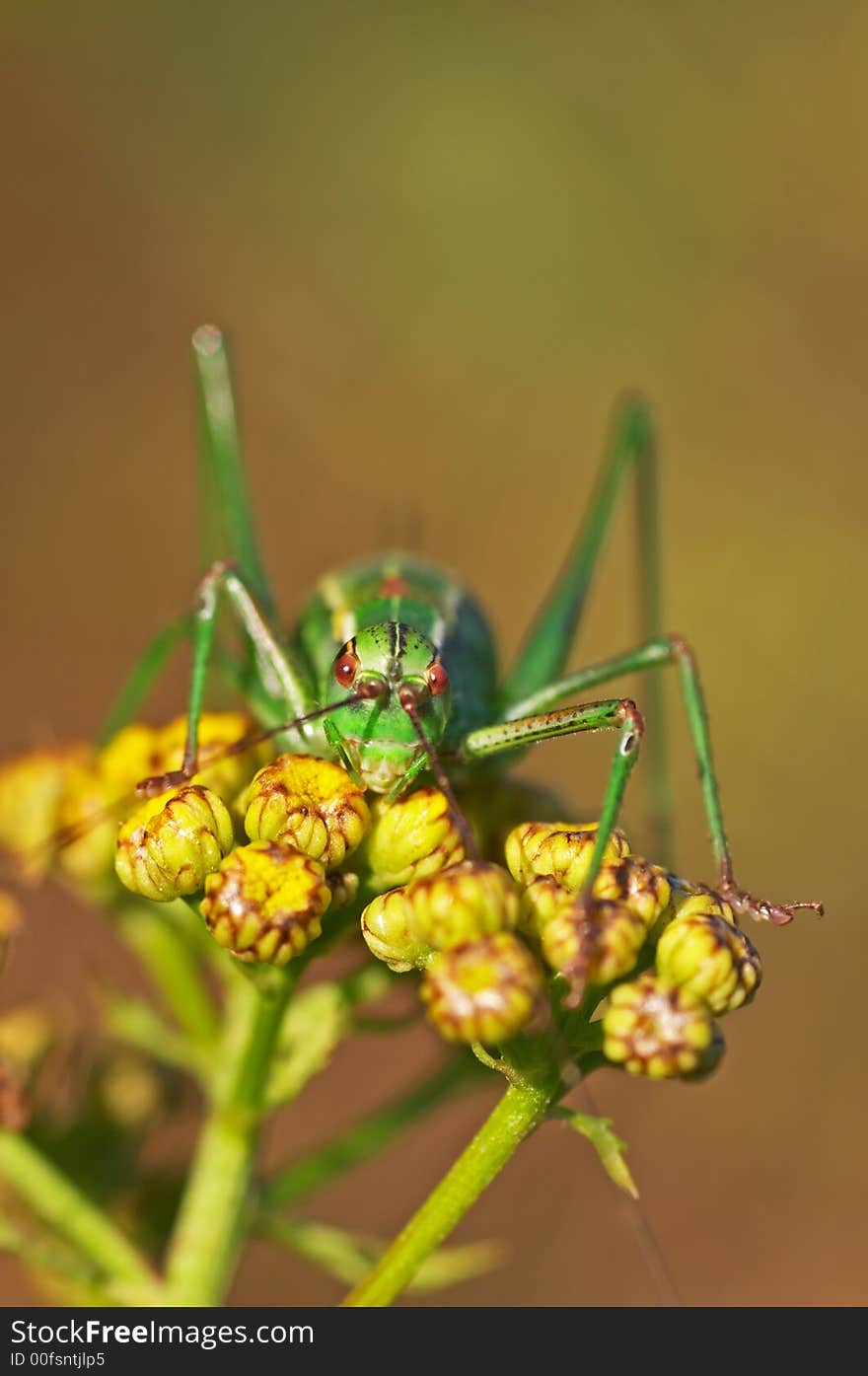 Grasshopper sitting on a plant