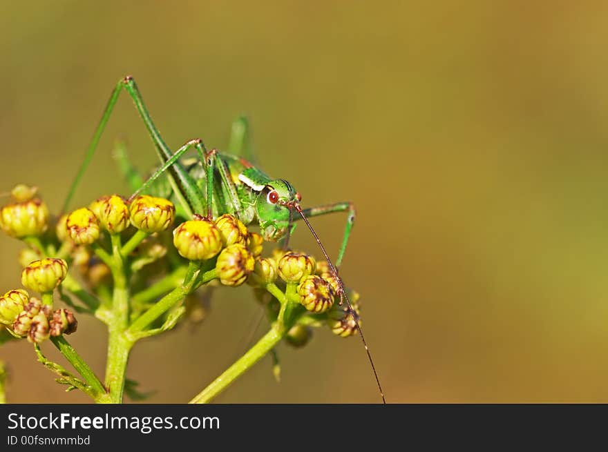 Grasshopper sitting on a plant