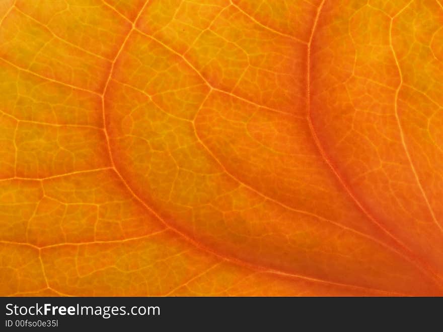 Close up of a anthurium