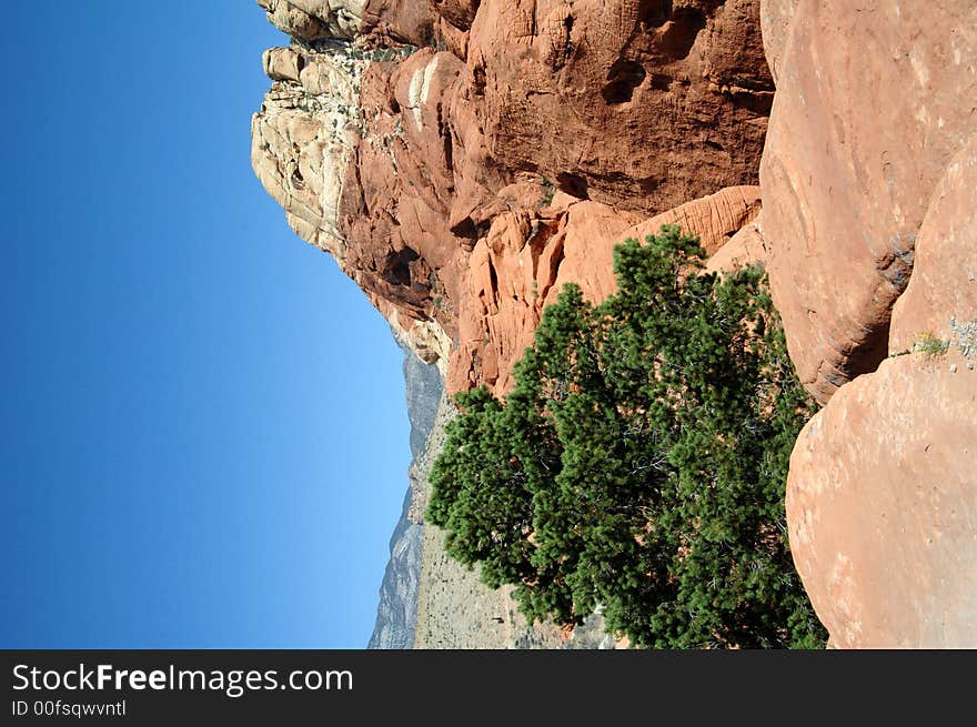 A lone tree growing among the rocks at red rock canyon in Nevada. A lone tree growing among the rocks at red rock canyon in Nevada