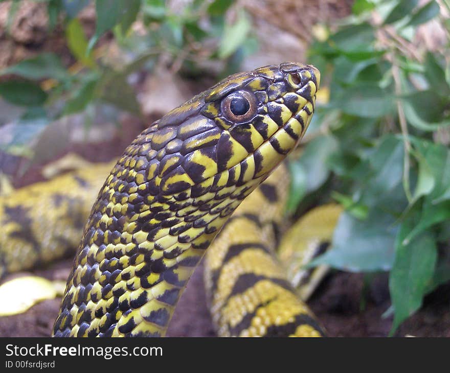 Beautifull poison snake in the zoo