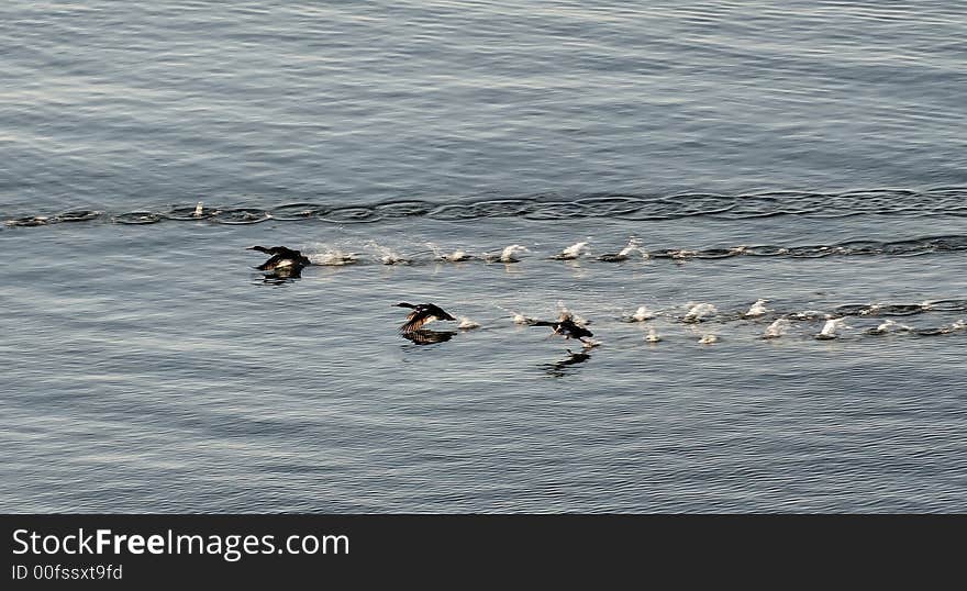 A small group of ducks run on water to get airborne. A small group of ducks run on water to get airborne