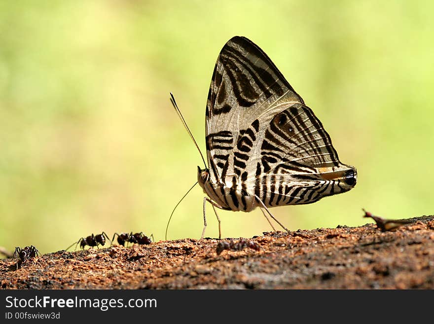 Beautiful butterfly in Rio