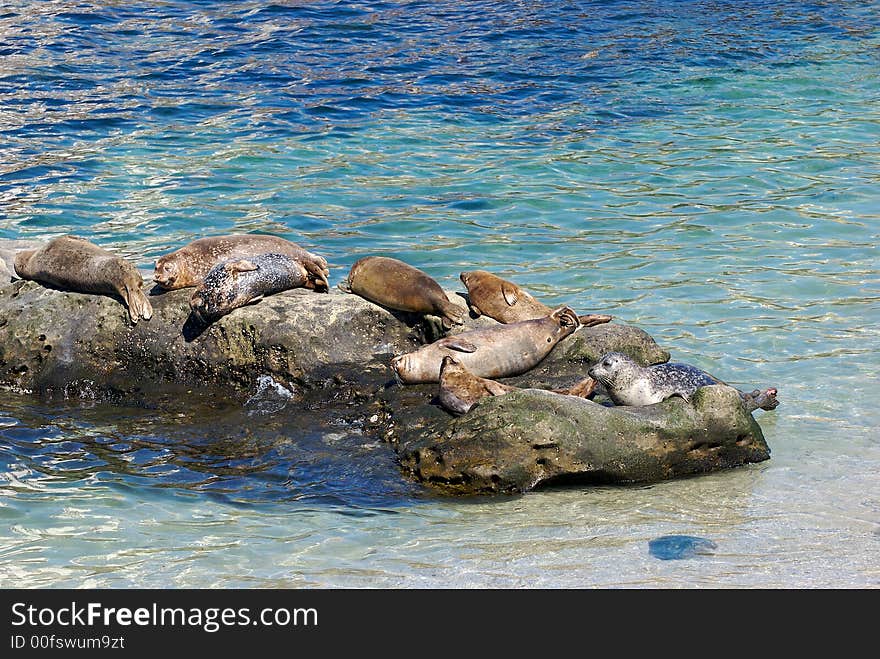 Seals resting on Rocks