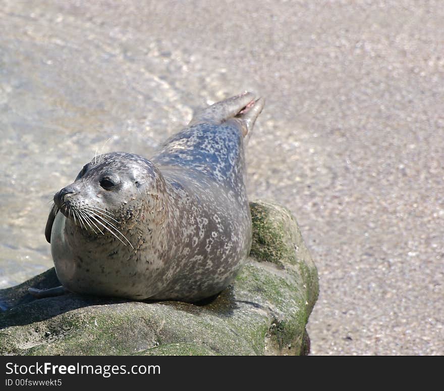 Seal