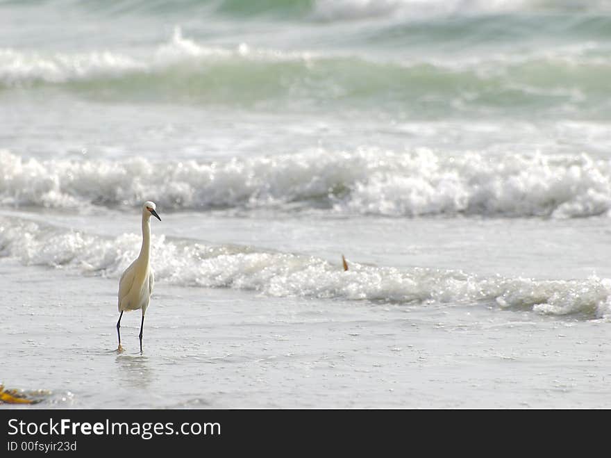 Bird on the beach