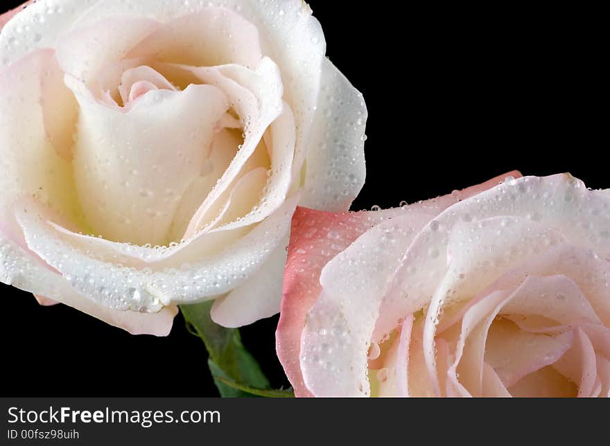 A macro shot of two lovely water droplet covered pink roses isolate on a black background. A macro shot of two lovely water droplet covered pink roses isolate on a black background.