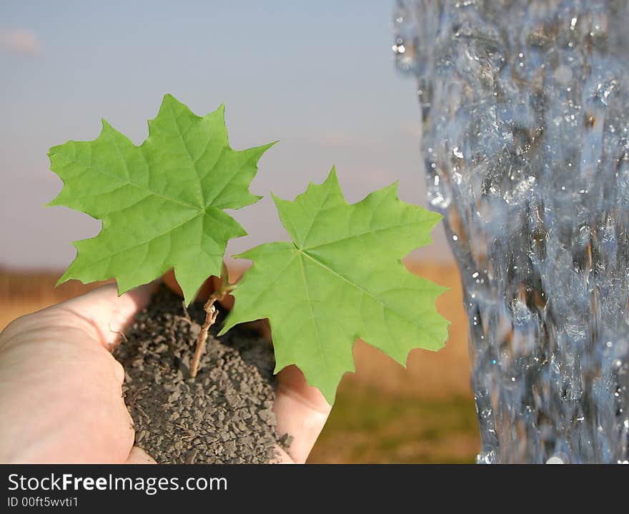 Hand holding a small plant and stream of water. Hand holding a small plant and stream of water