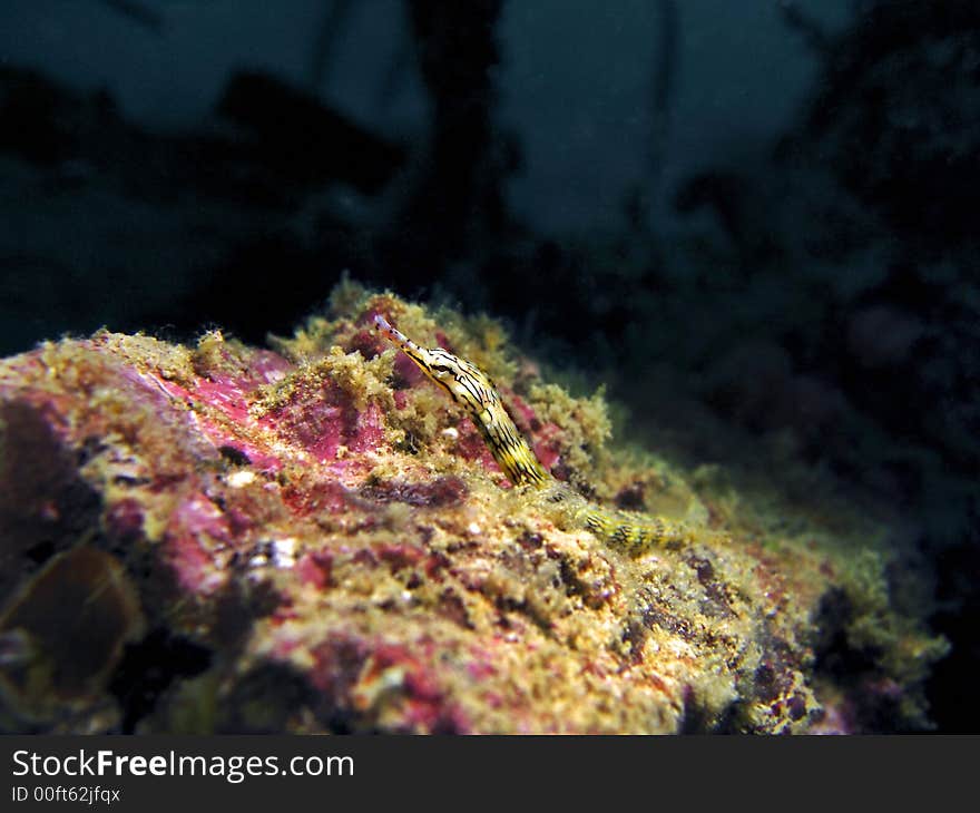 Network Pipefish