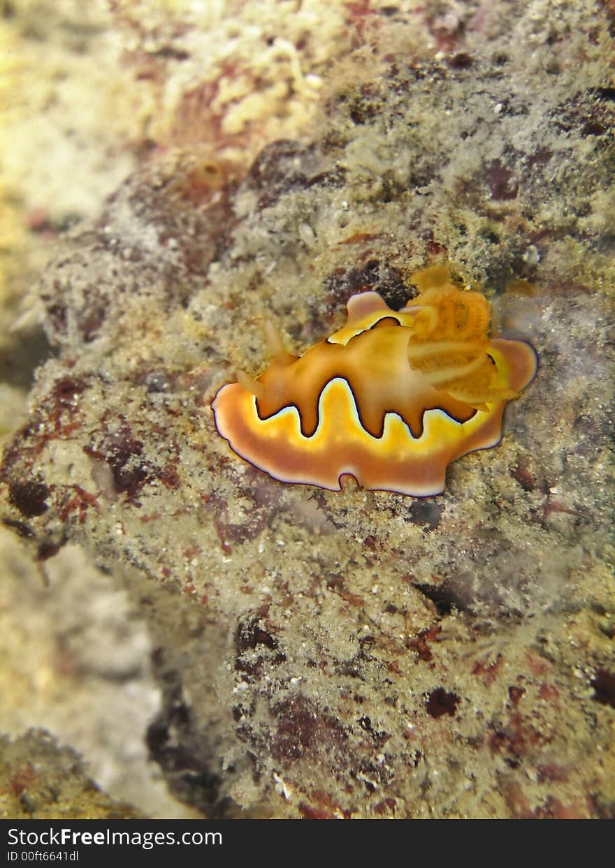 Although colorful when seen near, this nudibranch is actually very well camouflaged with it background. Although colorful when seen near, this nudibranch is actually very well camouflaged with it background.