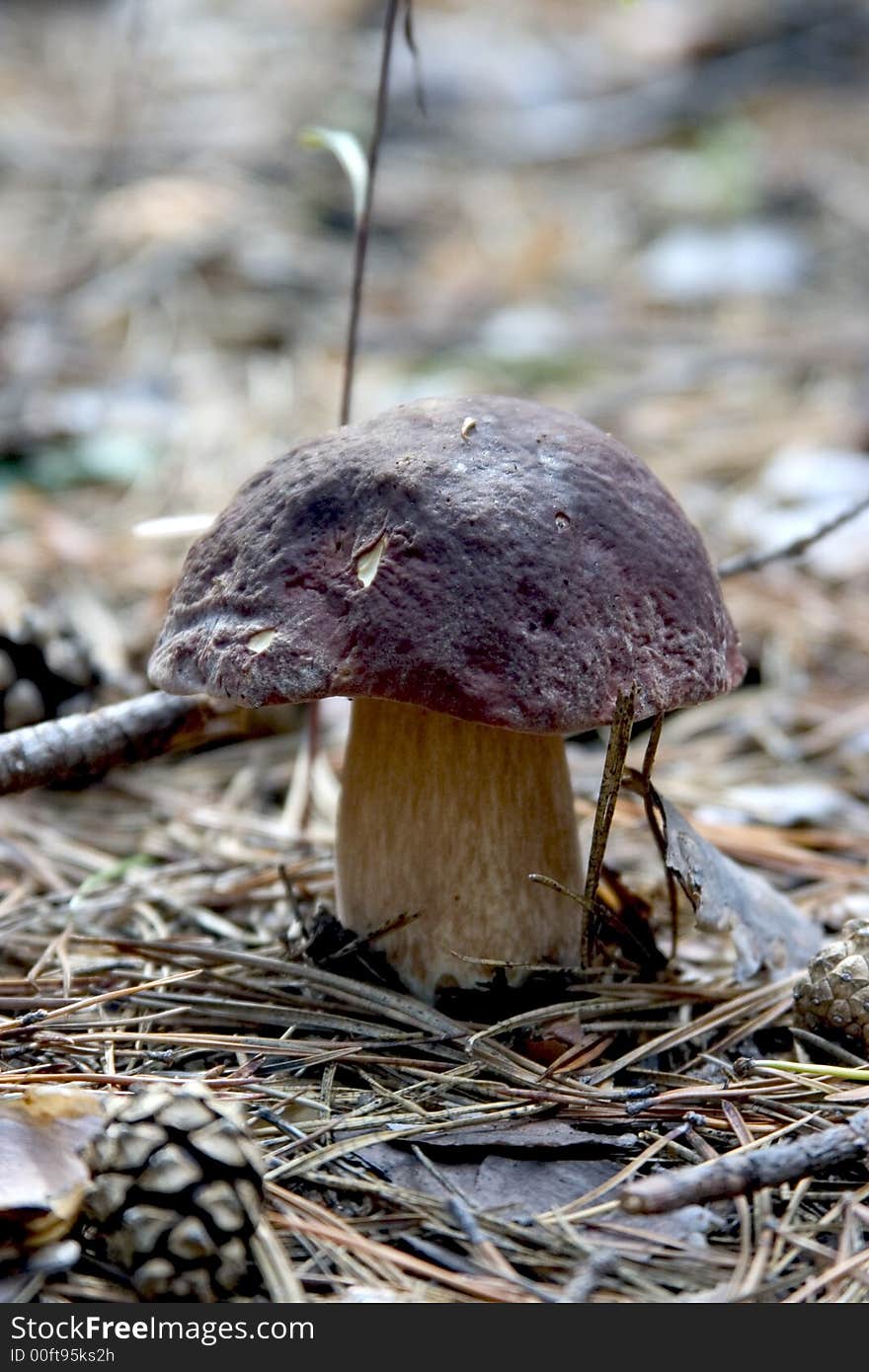 Mushroom