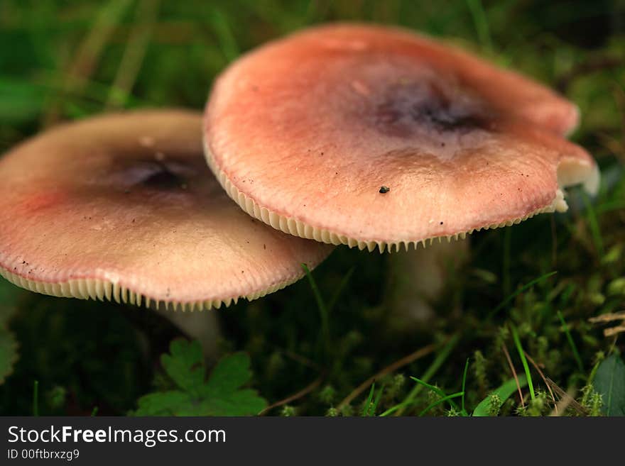 Close up of two mushrooms