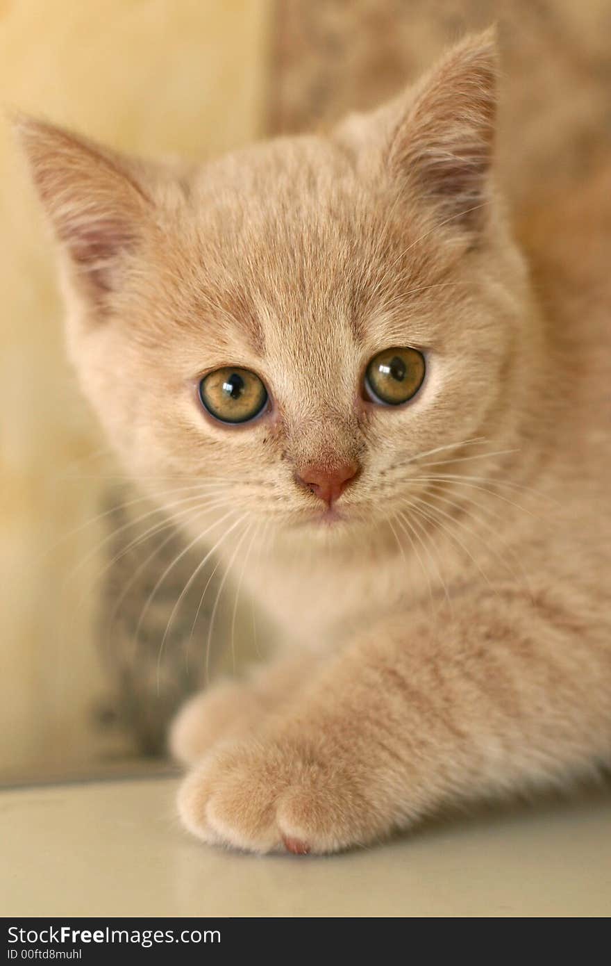 Creamy kitty cat with smooth orange background. Creamy kitty cat with smooth orange background