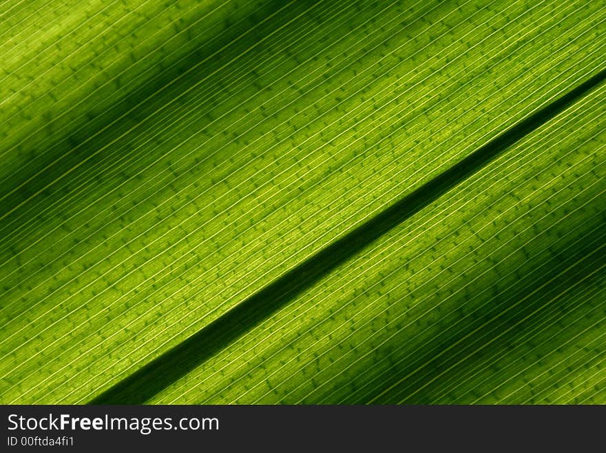 Back light, green hue plant