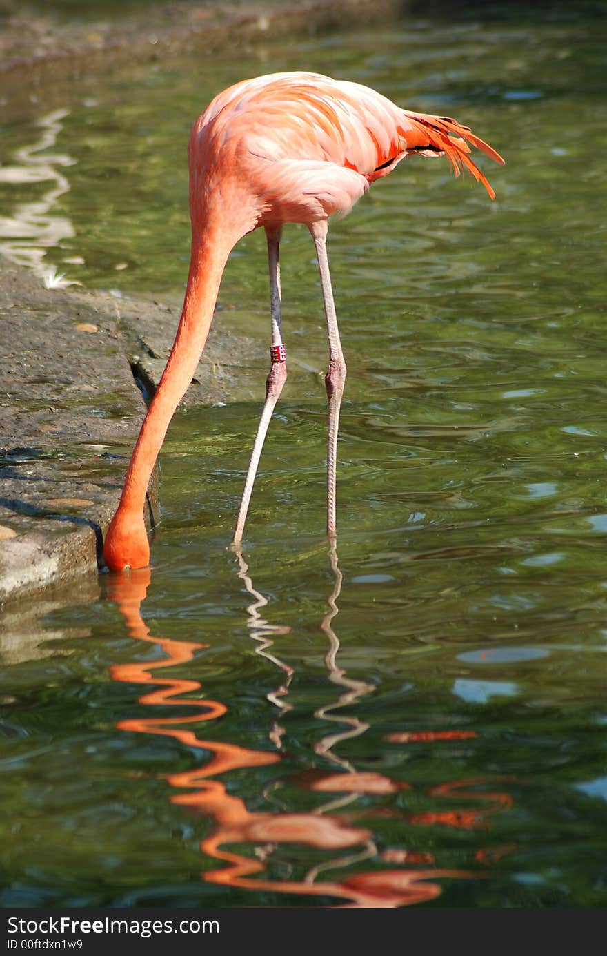 Animals in the Prag zoo. Animals in the Prag zoo