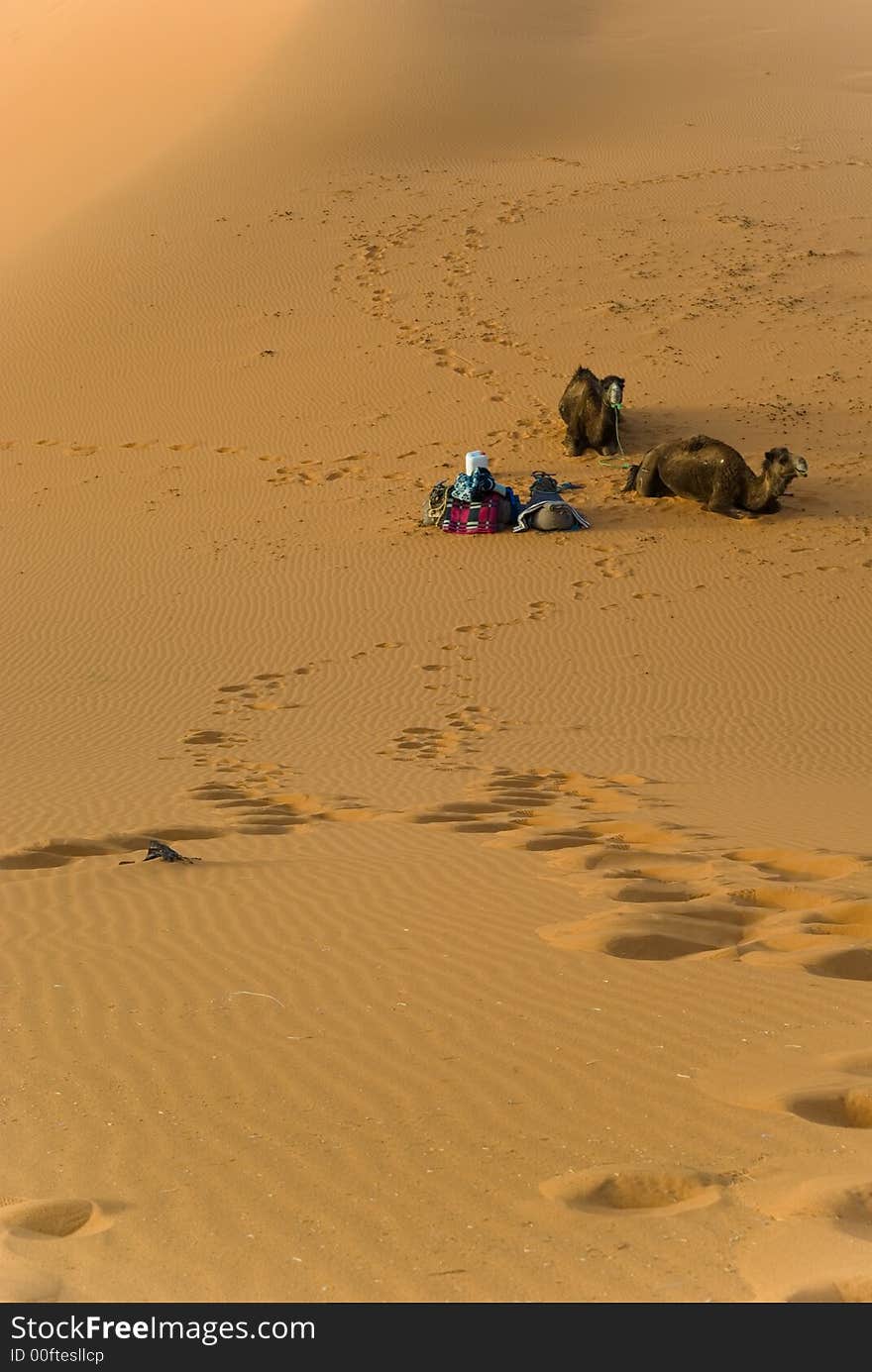 Camels take a rest In the desert of Merzouga, Er Chebbi. Camels take a rest In the desert of Merzouga, Er Chebbi