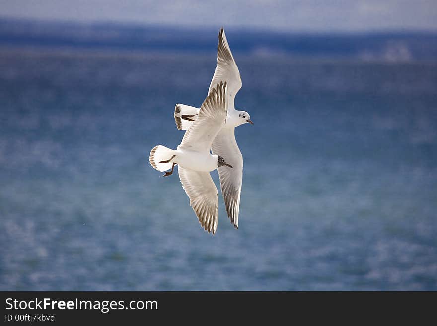 Seagull