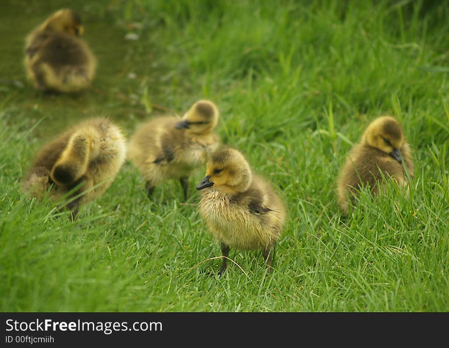 Goslings