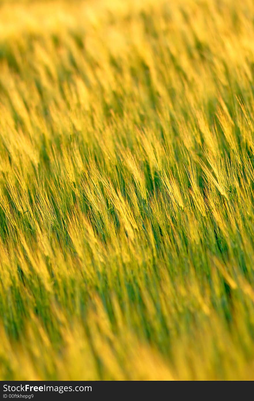 Field wheat on  sunset,  spring in steppe, color. Field wheat on  sunset,  spring in steppe, color