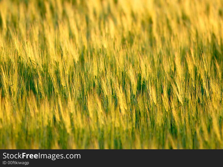 Field wheat on  sunset,  spring in steppe. Field wheat on  sunset,  spring in steppe