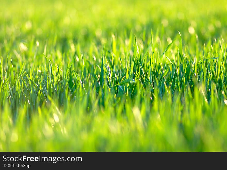 Field green wheat, close-up