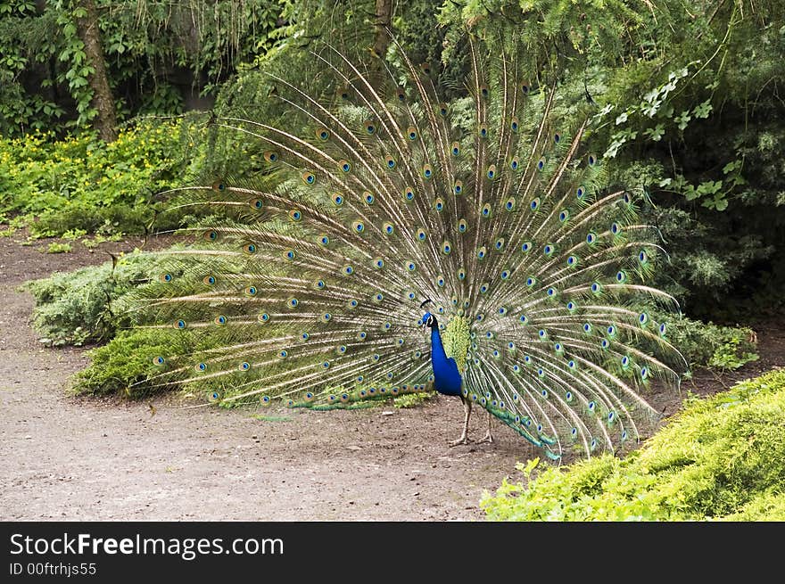 Single peacock displaying tail feathers in a garden. Single peacock displaying tail feathers in a garden