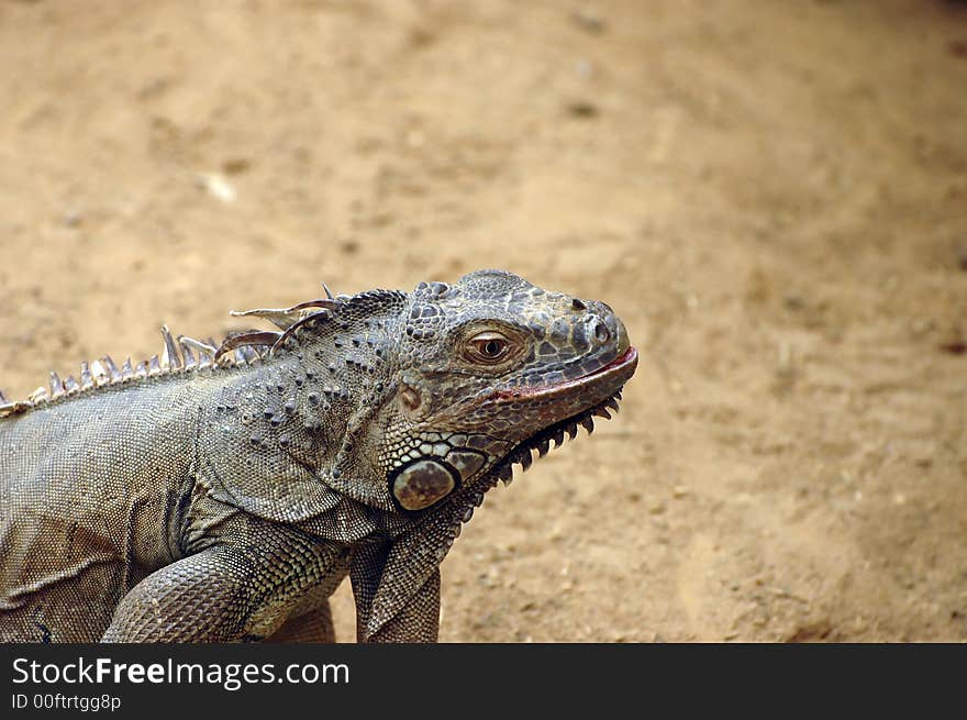 Iguana crawling with sandy background