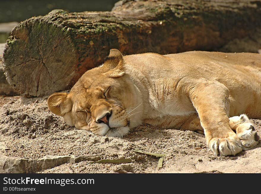 Lioness resting in the sun