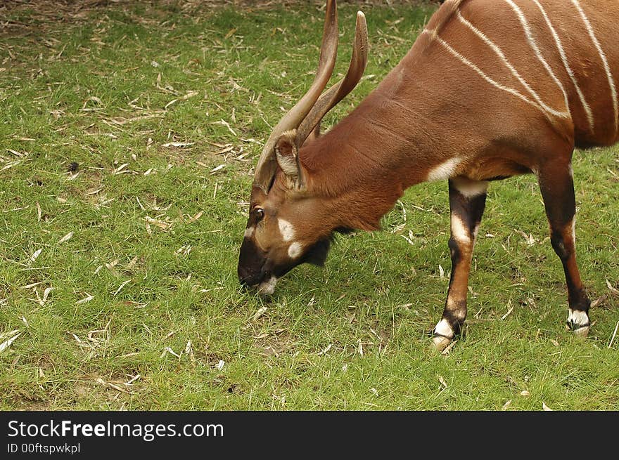 Antelope grazing