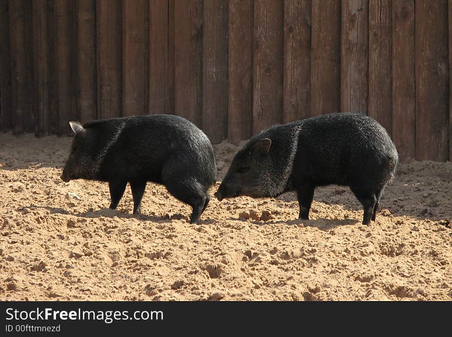 Two wild black pigs in the Moscow Zoo. Two wild black pigs in the Moscow Zoo