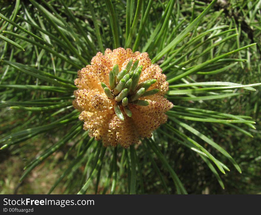 Flowering pine-tree in the springtime. Flowering pine-tree in the springtime