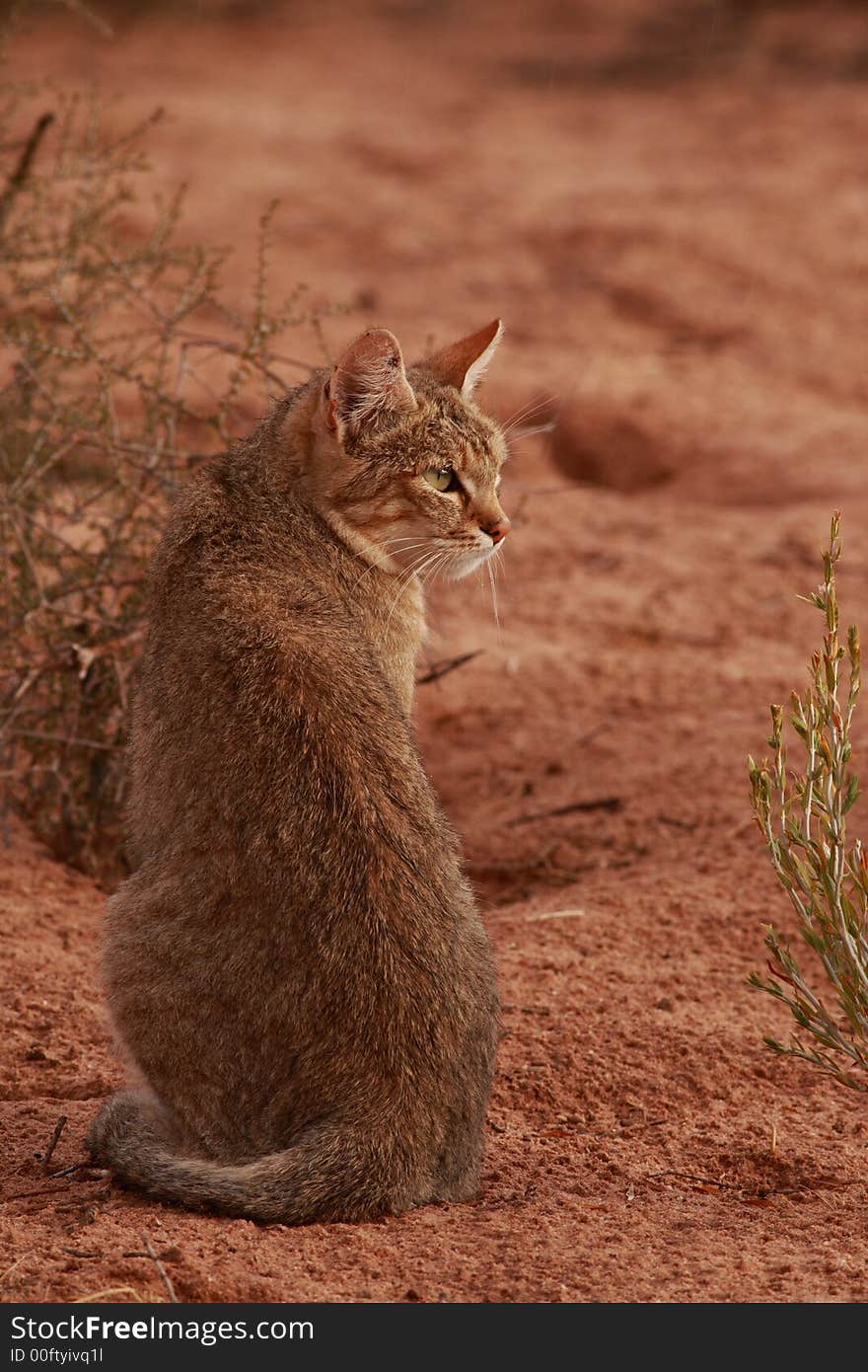 African Wildcat (Felis lybica) stalks through the sparse grass of the Kalahari Desert in search of Brant's Whistling Rats