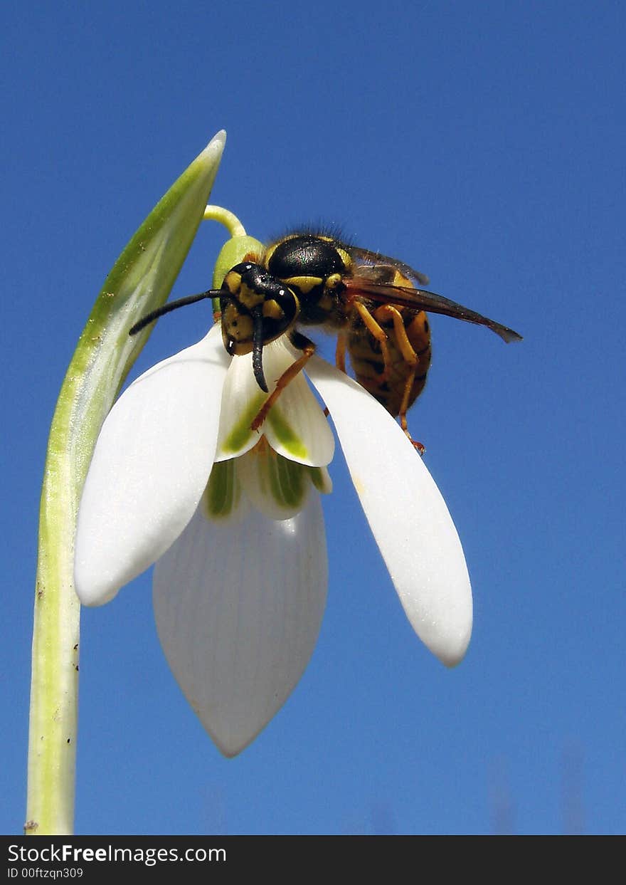 Insect with a snowdrop on a background sky. Insect with a snowdrop on a background sky