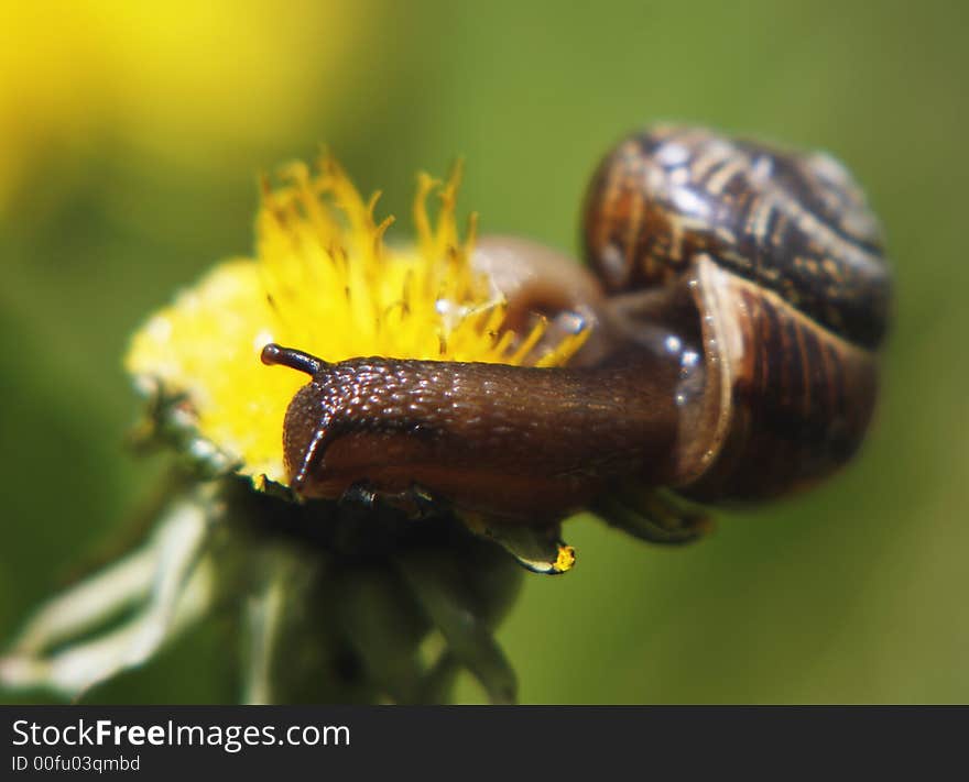 Macro of a snail on a flower