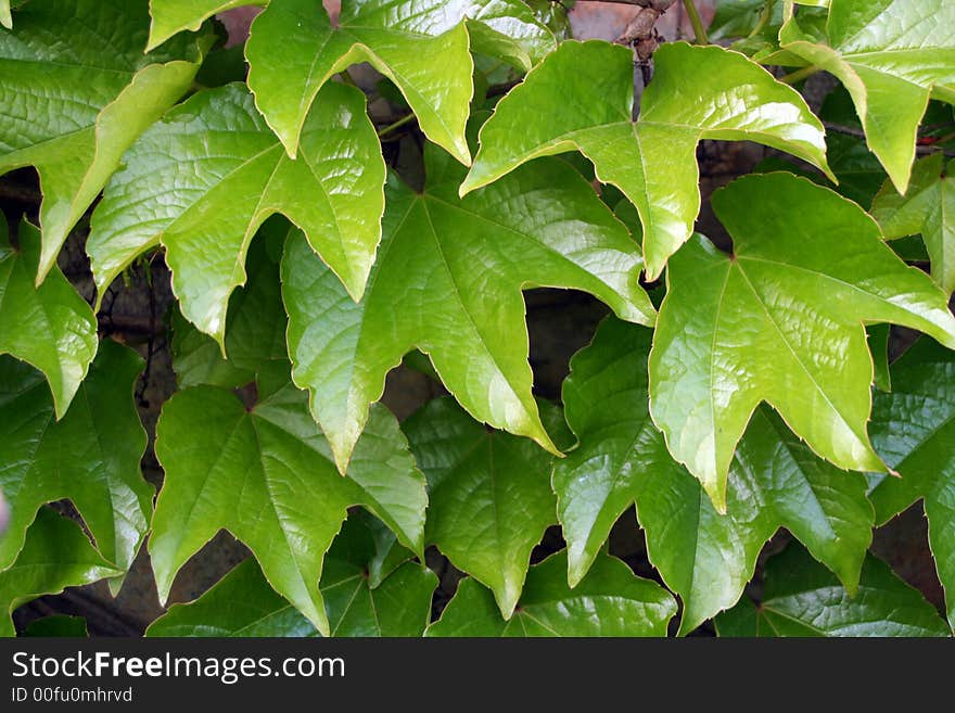 Virginia creeper Parthenocissus tricuspidata Veitchii