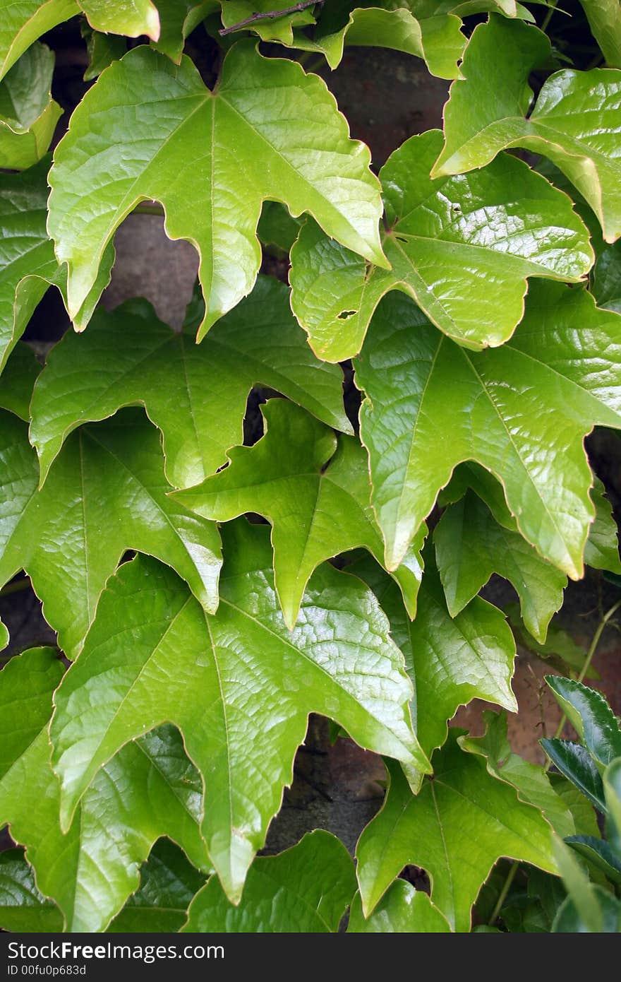 Parthenocissus tricuspidata