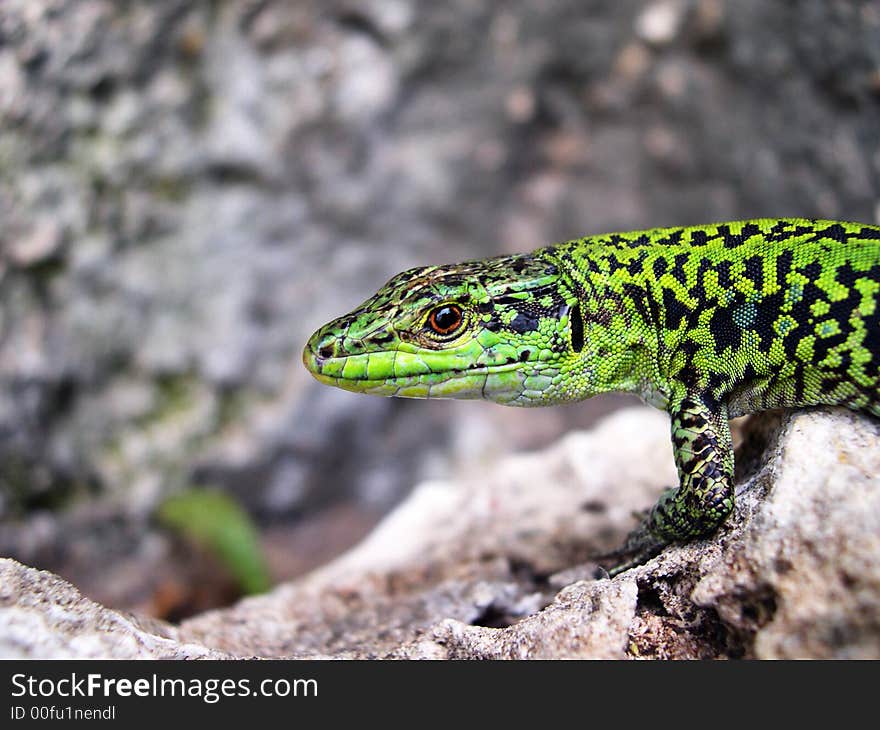 The lizard in the pose. The lizard in the pose
