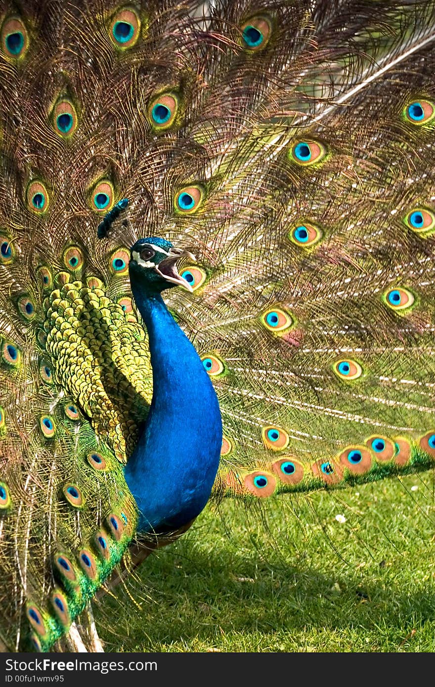 Screaming peacock