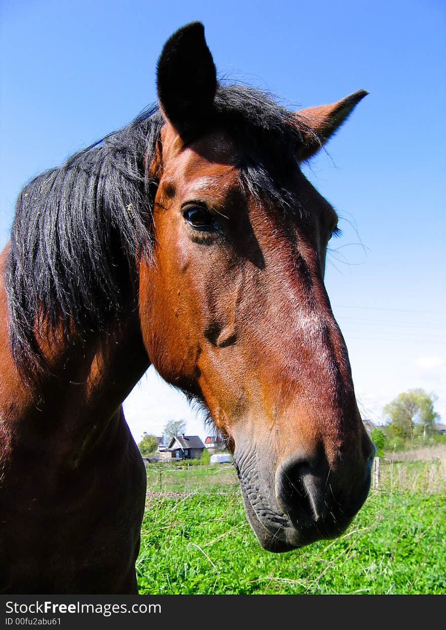 Head of a horse close up. Head of a horse close up