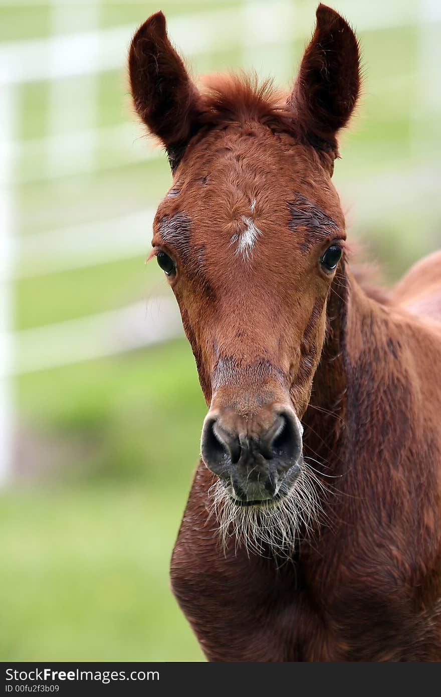 Portrait of an Arabian foals head