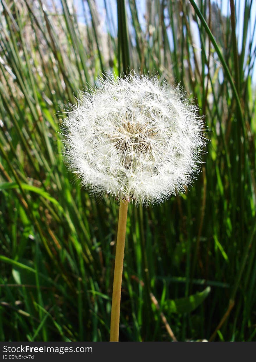 Dandelion Clock in a Field